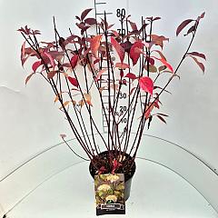 Cornus alba 'Kesselringii'