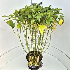Cornus sericea 'Flaviramea'