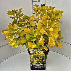 Cotinus cog. Golden Spirit
