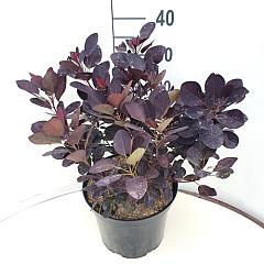 Cotinus cog. 'Royal Purple'