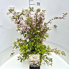 Deutzia rosea