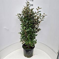 Elaeagnus ebbingei