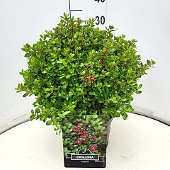 Escallonia 'Red Dream'