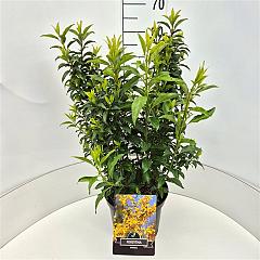 Forsythia int. 'Minigold'
