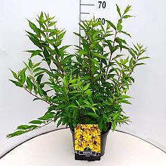 Forsythia int. 'Spectabilis'