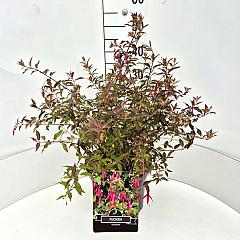 Fuchsia 'Riccartonii'
