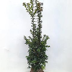 Ilex aquipernyi Dragon Lady