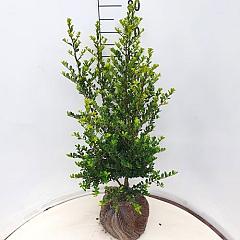 Ilex crenata 'Green Hedge'