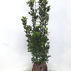 Ilex meserv. 'Blue Prince'
