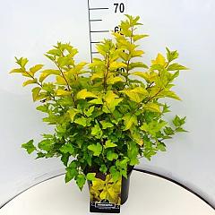 Physocarpus opulif. 'Dart's Gold'