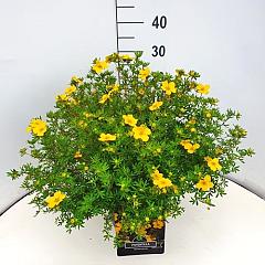 Potentilla f. 'Goldfinger'
