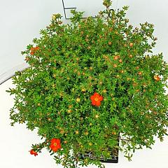 Potentilla f. 'Red Ace'