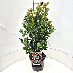 Prunus l. 'Bonaparte'