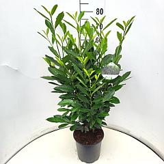 Prunus l. 'Elly'