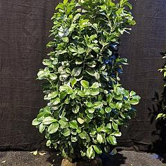 Prunus l. 'Etna'
