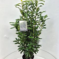 Prunus l. 'Genolia'(R)