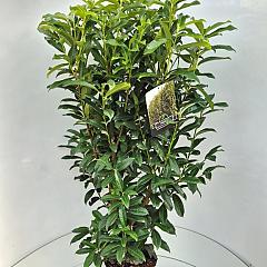 Prunus l. 'Genolia'(R)