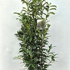Prunus l. 'Genolia'(R)