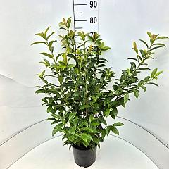 Prunus l. 'Nero' PBR