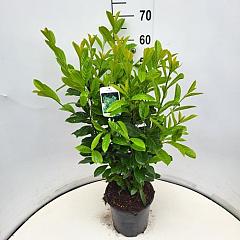 Prunus l. 'Novita'