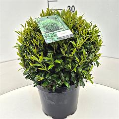 Prunus l. 'Sofia' PBR