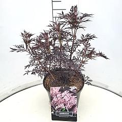 Sambucus nigra 'Black Lace'