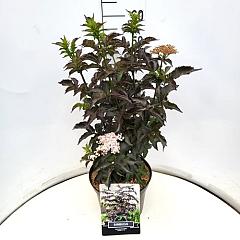 Sambucus nigra 'Black Tower'
