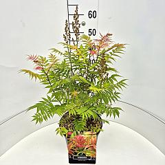 Sorbaria sorbifolia 'Sem'
