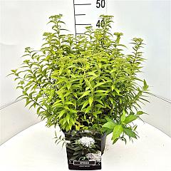 Spiraea japonica 'Albiflora'