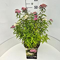Spiraea japonica 'Genpei'