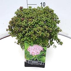 Spiraea japonica 'Little Princess'