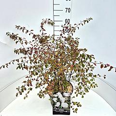 Spiraea vanhouttei