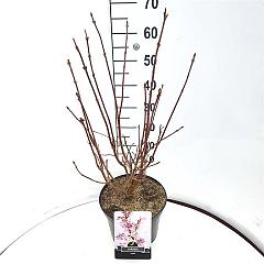 Syringa josikaea