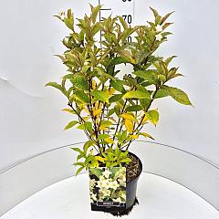 Weigela 'Candida'
