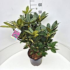 Rhododendron 'Anna Rose Whitney'