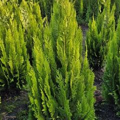 Chamaecyparis l. 'Ivonne'