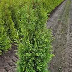 Thuja occ. 'Brabant'