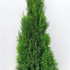 Thuja occ. 'Smaragd'