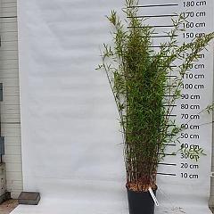 Fargesia nitida 'Black Pearl'