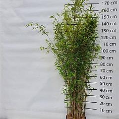 Fargesia nitida 'Winterjoy'