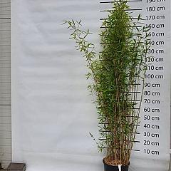 Fargesia nitida 'Winterjoy'