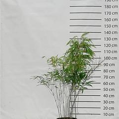 Fargesia rufa