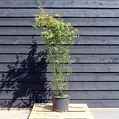 Acer palmatum