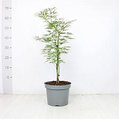 Acer pal. 'Dissectum'