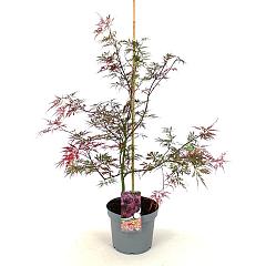 Acer pal. 'Garnet'