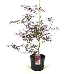 Acer pal. 'Garnet'