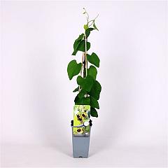 Aristolochia macrophylla