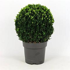 Buxus sempervirens