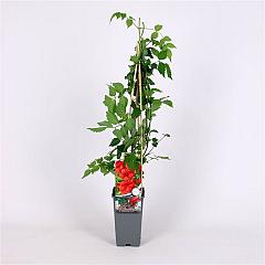 Campsis tagliabuana 'Mme Galen'
