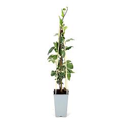 Hedera alg. 'Gloire de Marengo'